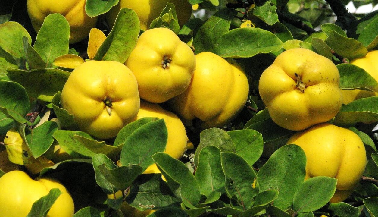 Quince leaves are used in folk therapy of diabetes
